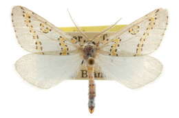 صورة Philtraea paucimacula Barnes & McDunnough 1918