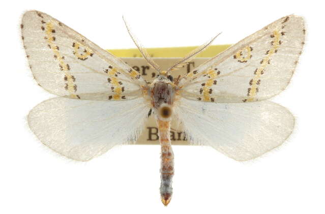 صورة Philtraea paucimacula Barnes & McDunnough 1918