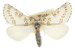 صورة Philtraea paucimacula Barnes & McDunnough 1918