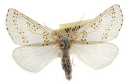 صورة Philtraea paucimacula Barnes & McDunnough 1918