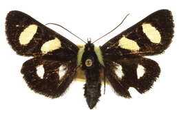 Image of Alypia wittfeldii H. Edw. 1883