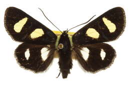 Image of Alypia wittfeldii H. Edw. 1883