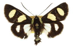 Image of Alypia wittfeldii H. Edw. 1883