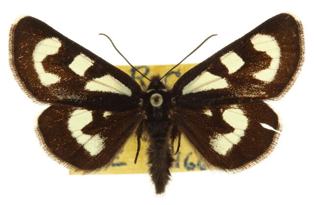 Image of Alypia mariposa Grote & Robinson 1868