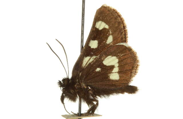 Image of Alypia mariposa Grote & Robinson 1868