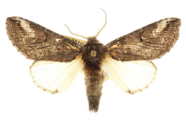 Image of Heterocampa secessionis Benjamin 1932