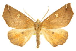 Image of Synnomos naranga