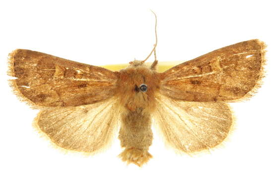 Image of Resapamea enargia