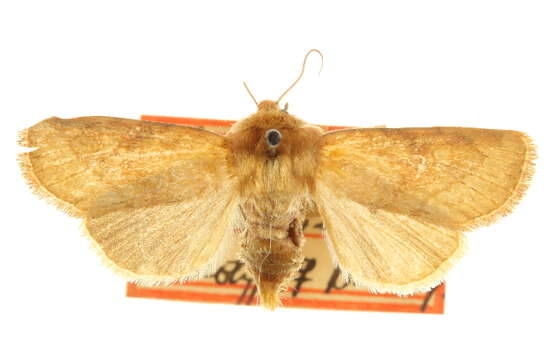 Image of Resapamea enargia