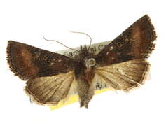 Image of Homoanarta carneola Smith 1891