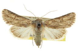 Image of Trichocerapoda comstocki Benjamin 1932