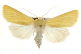 Image of Copablepharon canariana McDunnough 1932