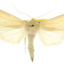 Image of Copablepharon serrata McDunnough 1932