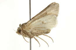 Image of Protogygia biclavis Grote 1879