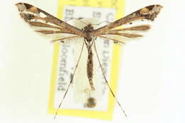 Image of Moth