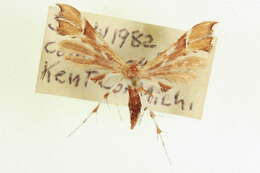 Image of Cnaemidophorus rhododactyla (Denis & Schiffermüller 1775)
