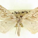 Image of Plataea ursaria Cassino & Swett 1922