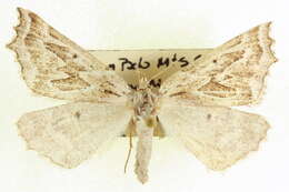 Image of Plataea ursaria Cassino & Swett 1922