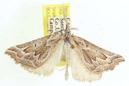 Image of Plataea ursaria Cassino & Swett 1922