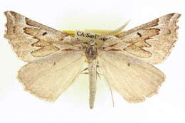 Image of Plataea ursaria Cassino & Swett 1922