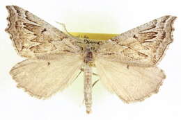 Image of Plataea ursaria Cassino & Swett 1922