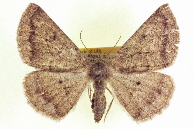Image of Somatolophia ectrapelaria Grossbeck 1908