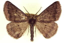 Image of Somatolophia ectrapelaria Grossbeck 1908