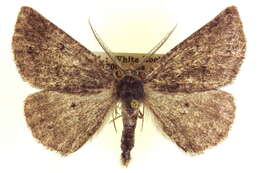 Image of Somatolophia sinaloa Rindge 1980