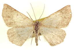 Image of Somatolophia pallescens McDunnough 1940