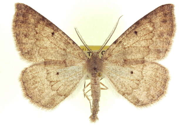 Image of Somatolophia haydenata Packard 1876