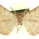Sivun Somatolophia petila Rindge 1980 kuva