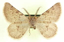 Image of Somatolophia petila Rindge 1980