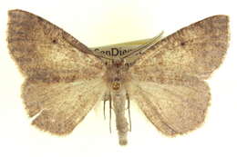 Image of Somatolophia simplicius Barnes & McDunnough 1918