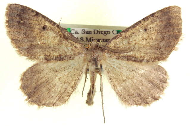 Image of Somatolophia simplicius Barnes & McDunnough 1918