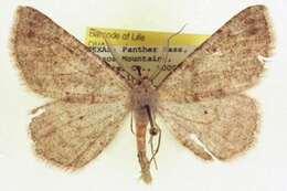 Image of Somatolophia pallescens McDunnough 1940