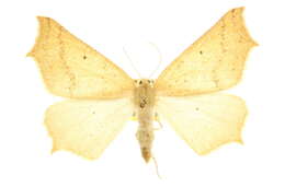 Image of Prochoerodes truxaliata (Guenée)