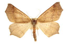 Image of Prochoerodes truxaliata (Guenée)
