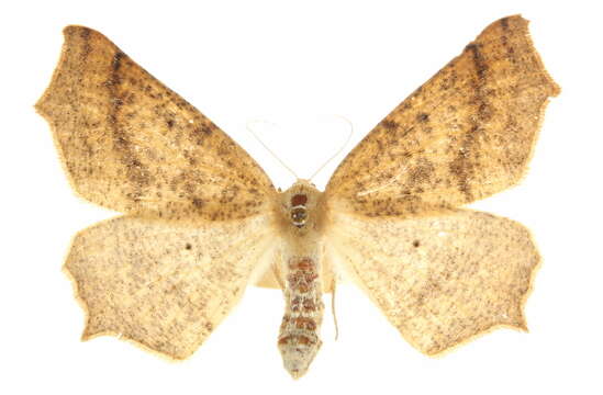 Image of Prochoerodes truxaliata (Guenée)