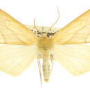 Image of Sabulodes duoangulata Cassino & Swett 1923