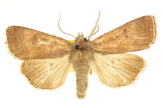 Image of Abagrotis alcandola Smith 1908