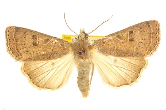 Image of Abagrotis alcandola Smith 1908