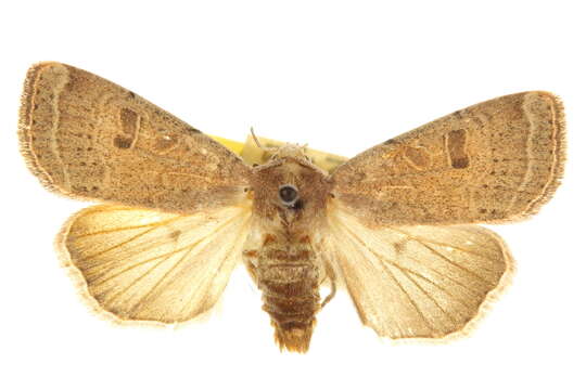 Image of Abagrotis alcandola Smith 1908