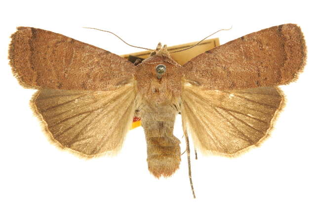 Image of <i>Abagrotis belfragei</i>