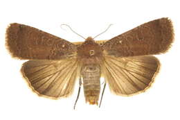 Image of <i>Abagrotis belfragei</i>