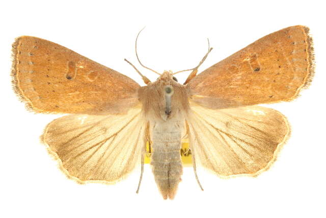 Image of Abagrotis kirkwoodi Buckett 1968