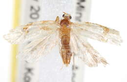 Image of Cochylis ringsi Metzler 1999