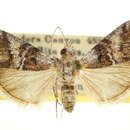 Image of Pococera speciosella Hulst 1900