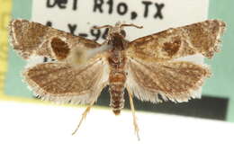 Image of <i>Eugnosta deceptana</i>