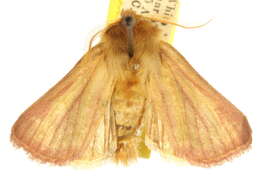Image of Nephelodes carminata Smith 1890