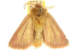 Image of Nephelodes carminata Smith 1890